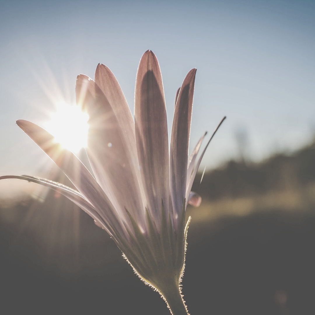 Wildflower Health & Wellness clinic photo